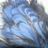 ������� ���� Hen feathers BLW ������ ���� �������